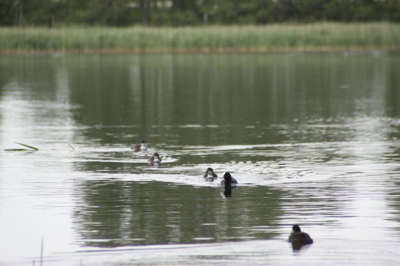Kastanienhof Am Loppiner See Jabel Экстерьер фото